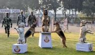 These mutts at National Training Centre for Dogs aspire for greatness 
