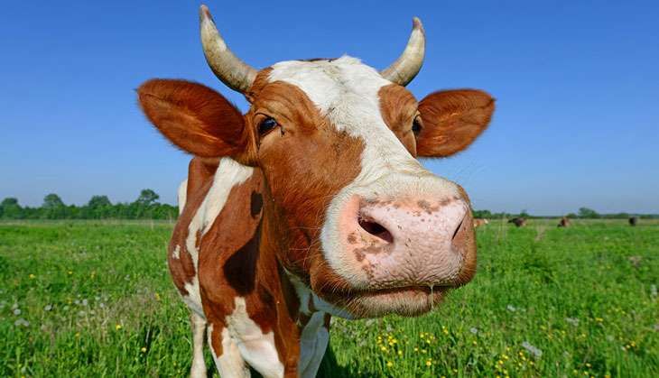 Cowtag
