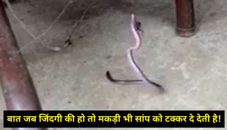 snake vs spider fight.jpg