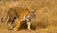 Alarm call: 98 tigers died in 2016, the most in one year since 2001 