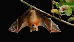 18 dead bats in Himachal Pradesh's Nahan causes Nipah virus scare