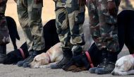 Chhattisgarh: One CRPF jawan, one sniffer dog injured in pressure bomb 