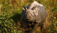 Trouble in India's rhino paradise 