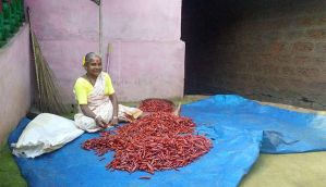 In a Goan village, chillies fight back against iron ore mining. But will they survive? 
