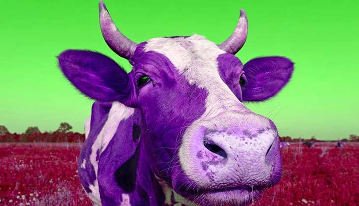 Moos your daddy and other ways the Indian cow is magical