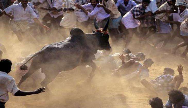 Jallikattu india