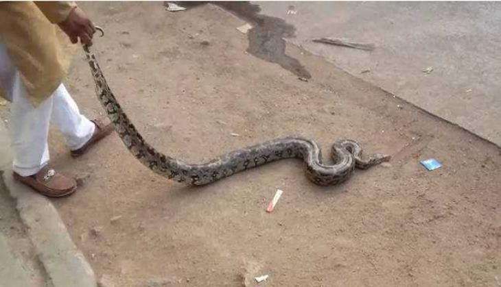 Python