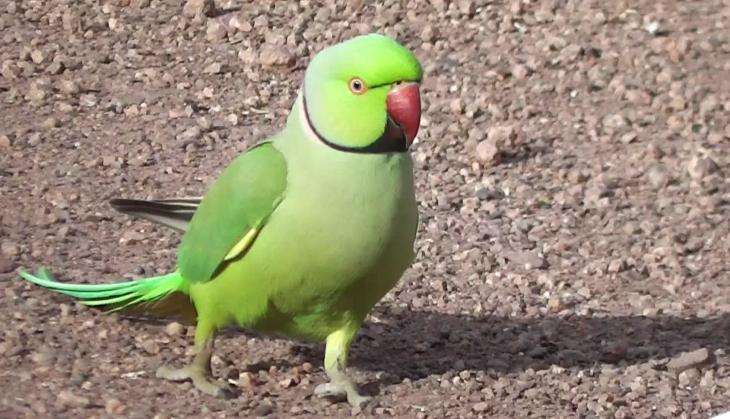 parrot