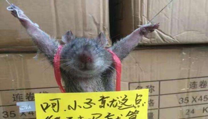 rat