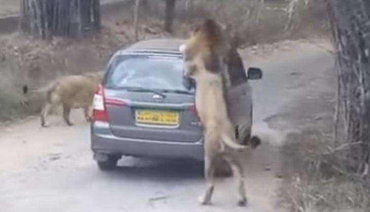 Lions attacks on car BBP park Karnataka.jpg