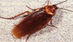 Man left horror-struck after doctors find cockroach in ear; spine-chilling deets inside