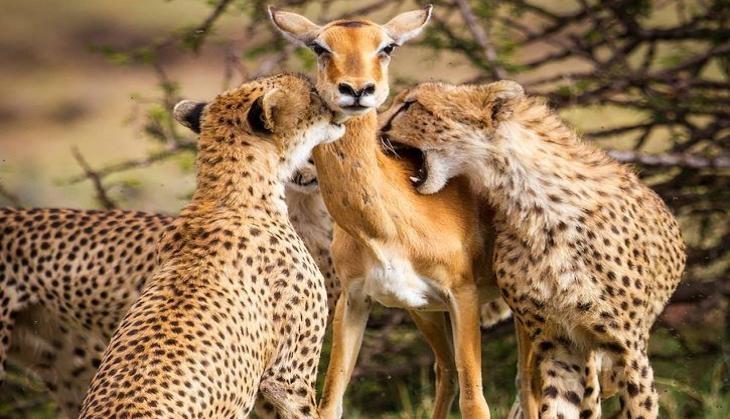 Alison Buttigieg Wildlife Photography