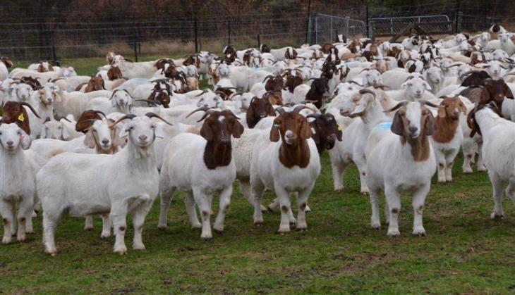 Uttar Pradesh: 30 goats killed in hyena attack