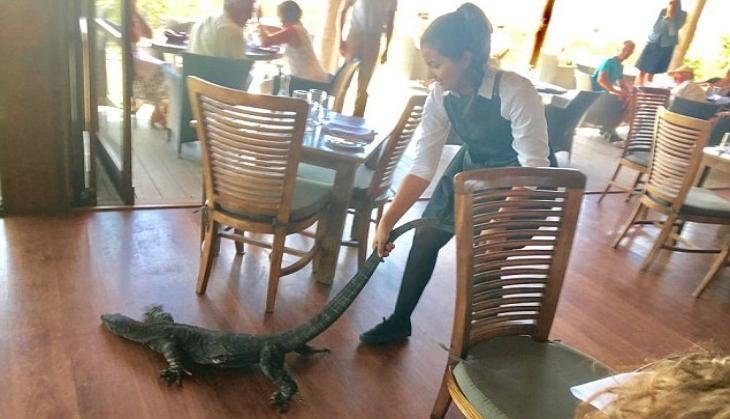 French 'goanna girl'
