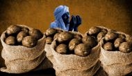 Harvest of misery: How note ban destroyed Punjab's potato farmers