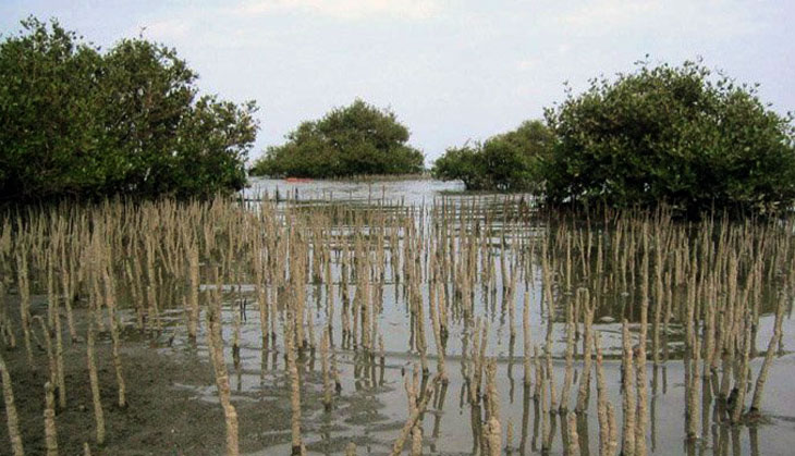 Red Sea mangroves fight back in the face of global decline