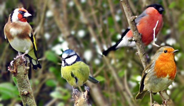This is how birds get their colour!