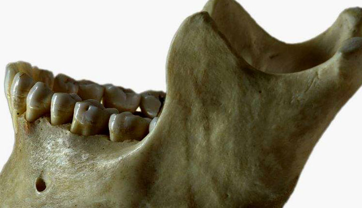 Tooth be told: Millions of years of evolutionary history mark those molars