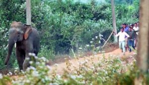 Trapped elephants face attacks by mob in India