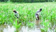 Heavy rains destroy paddy crops in Haryana's Karnal district