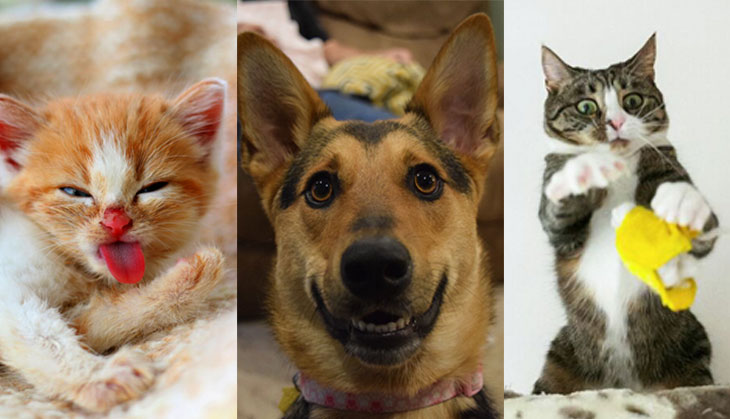 Comedy Pet Photography Award 2017 entries: Look at these goofy creatures!