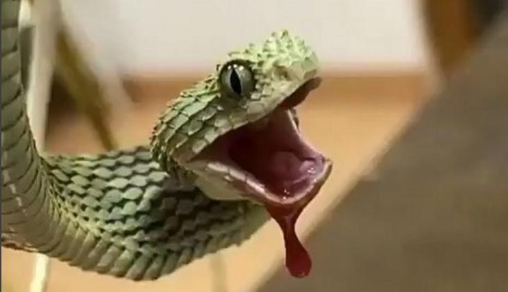 Kobra