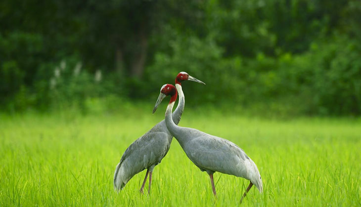 For the Sarus crane: conservation is No.1 on the agenda for this Maharashtra village
