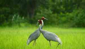 For the Sarus crane: conservation is No.1 on the agenda for this Maharashtra village