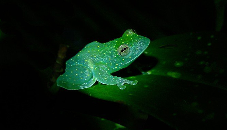 The world's first glow-in-the-dark frog found in Argentina