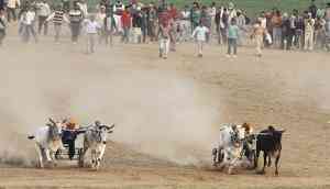 The Jallikattu effect: Maha govt to initiate bill to resume bullock cart racing