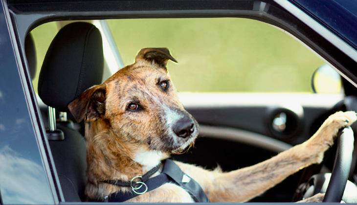 How understanding animals can help us make the most of artificial intelligence