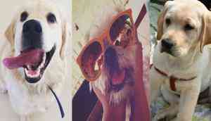 Only pedigree therapy at Fur Ball Story: Because indie dogs 'bite'