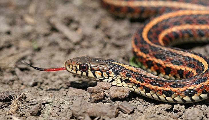 Snakes
