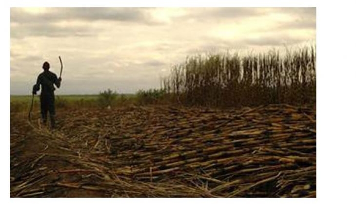 Sugarcane crop
