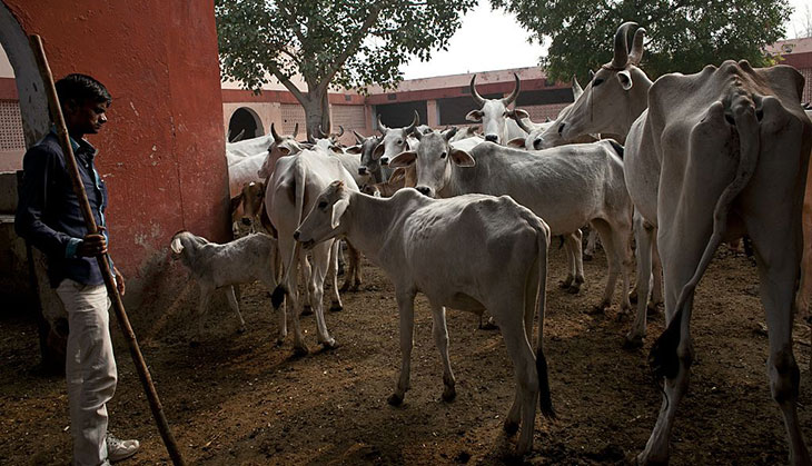 Cow cess & 'freedom movement' invocation: BJP's latest tools for cow politics