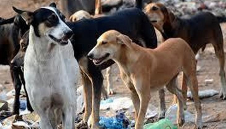 Dogs
