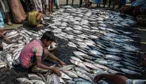 In Bangladesh, people are eating more fish but getting less nutrition from it