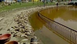 Himachal: Thousands of fish found dead in Mandi's Rewalsar Lake