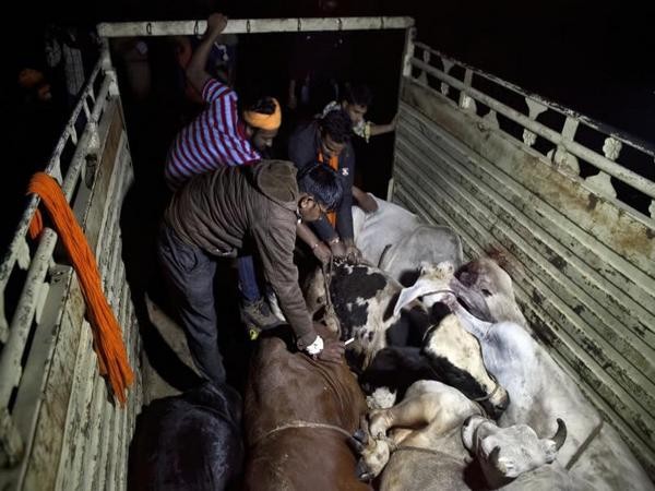 Centre for providing UID to each cow across Indo-Bangla border