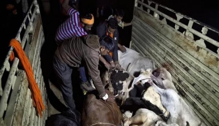 Cow Vigilantes