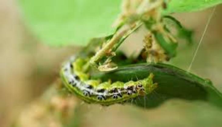 Polythene-eating caterpillars may help fight plastic pollution