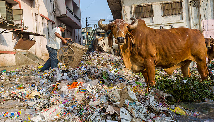 To counter BJP's cow narrative, Gujarat Dalits demand Aadhar for bovines