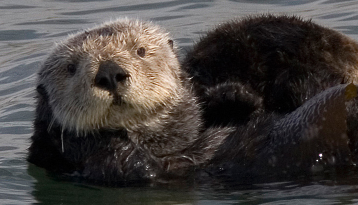 The extraordinary return of sea otters to Glacier Bay