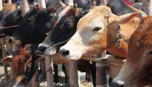 Holy cow: as Hindu nationalism surges in India, cows are protected but minorities not so much