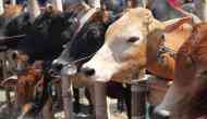 Bovine politics: Now Gujarat Congress wants cow to be declared national animal