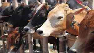 Bovine politics: Now Gujarat Congress wants cow to be declared national animal