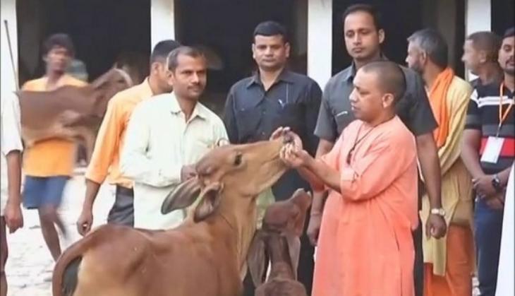 UP: Yogi Adityanath begins Sunday morning among cows