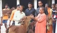 UP: Yogi Adityanath begins Sunday morning among cows
