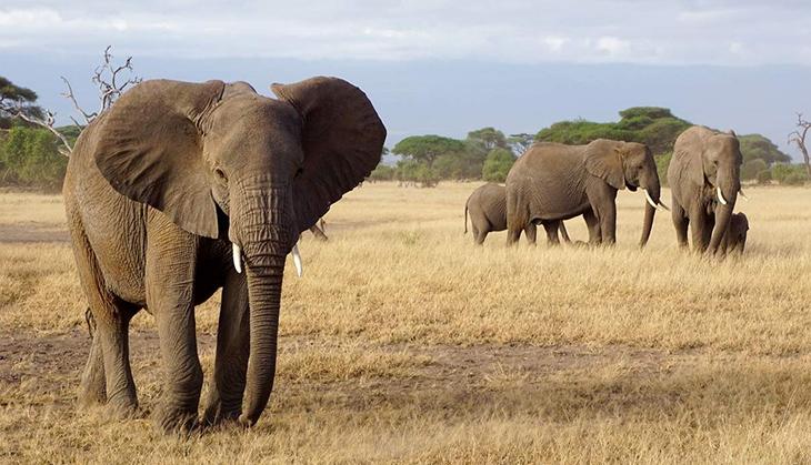 Elephant