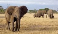 What elephants teach us about cancer prevention